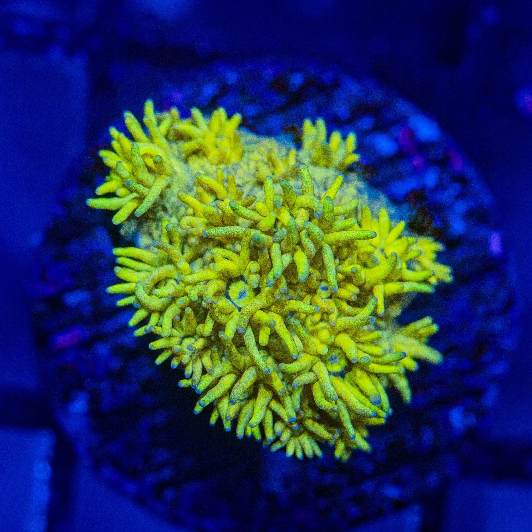 Micro Goniopora - WYSIWYG Frag Reef Lounge Norco 