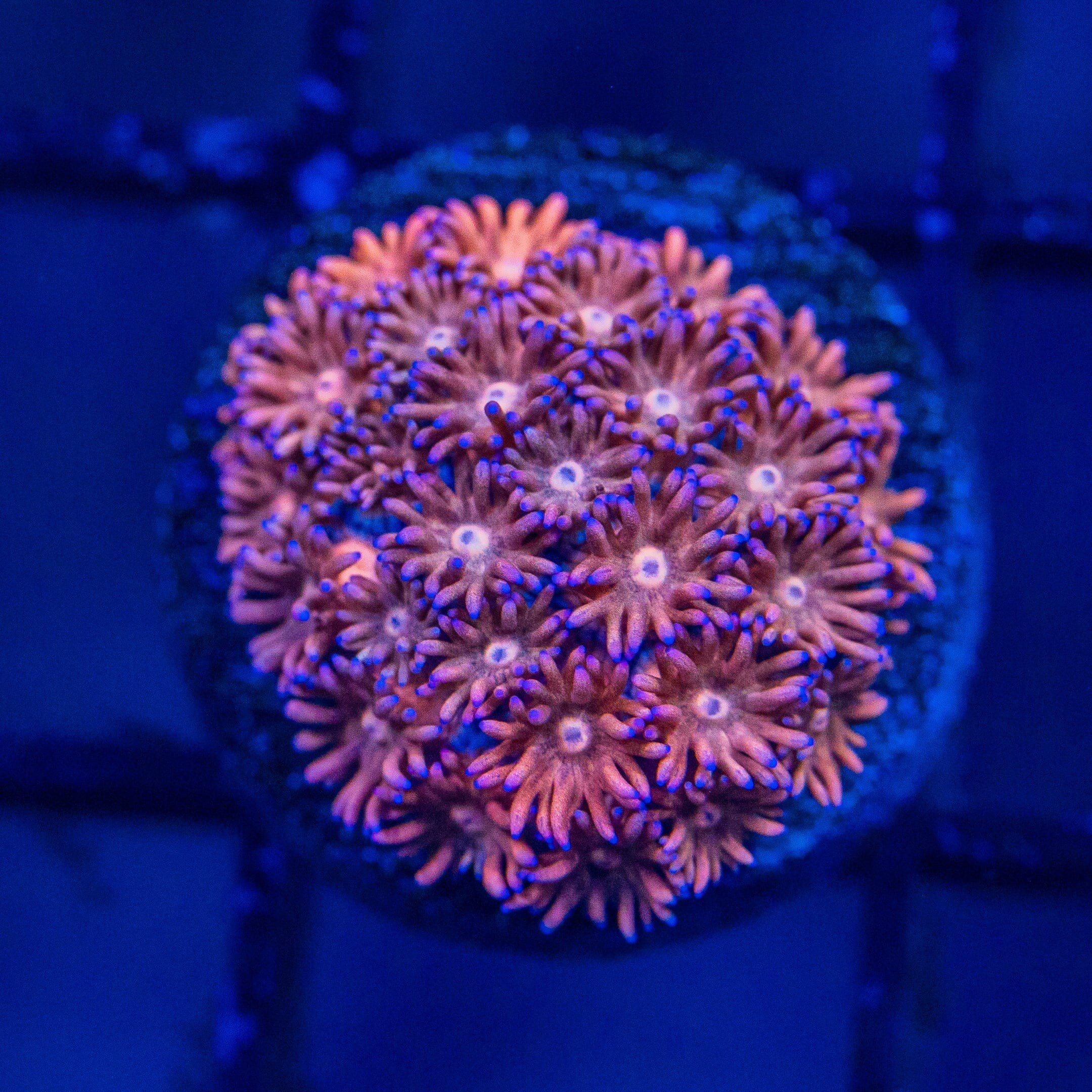 Micro Goniopora - WYSIWYG Frag Reef Lounge Norco 