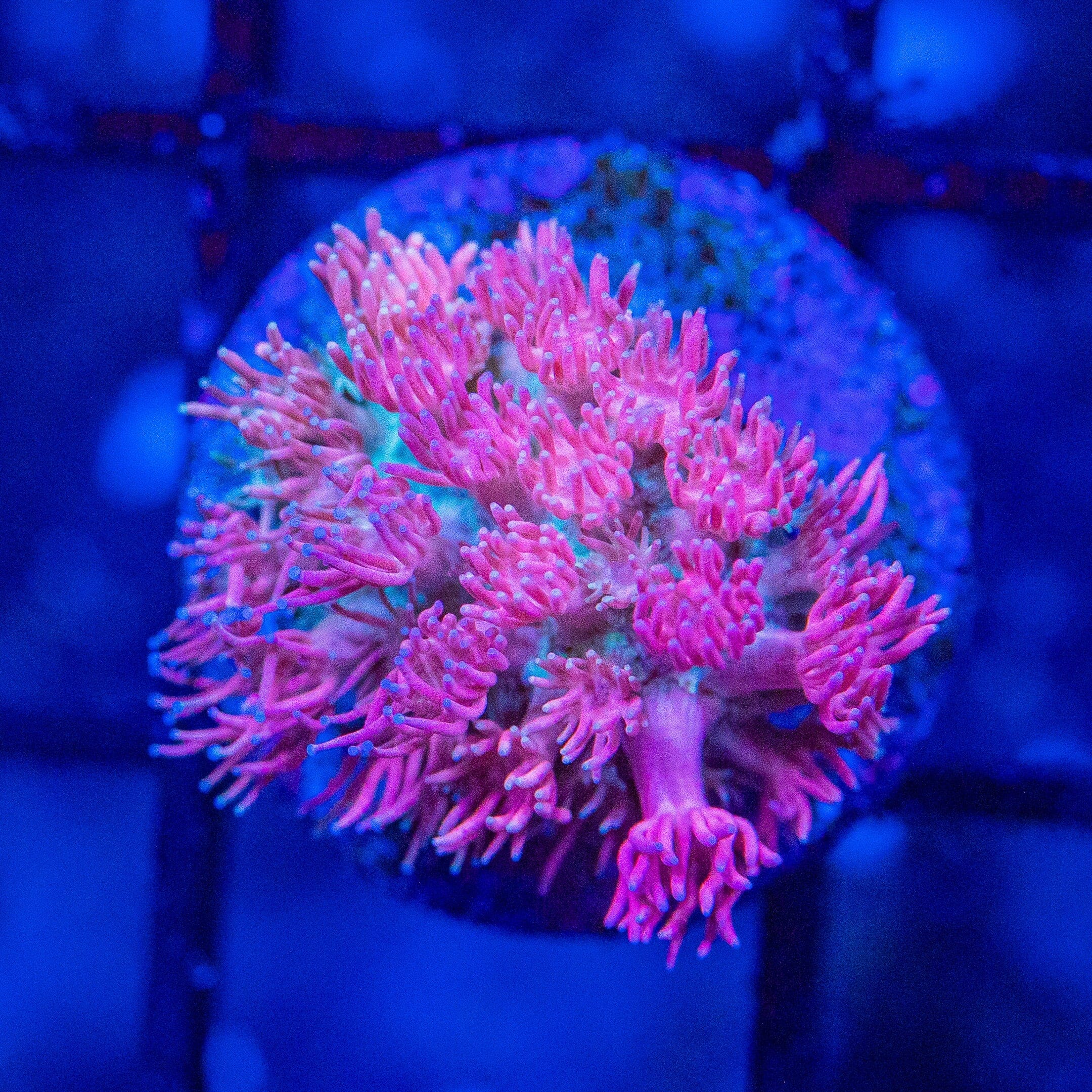 Micro Goniopora - WYSIWYG Frag Reef Lounge Norco 