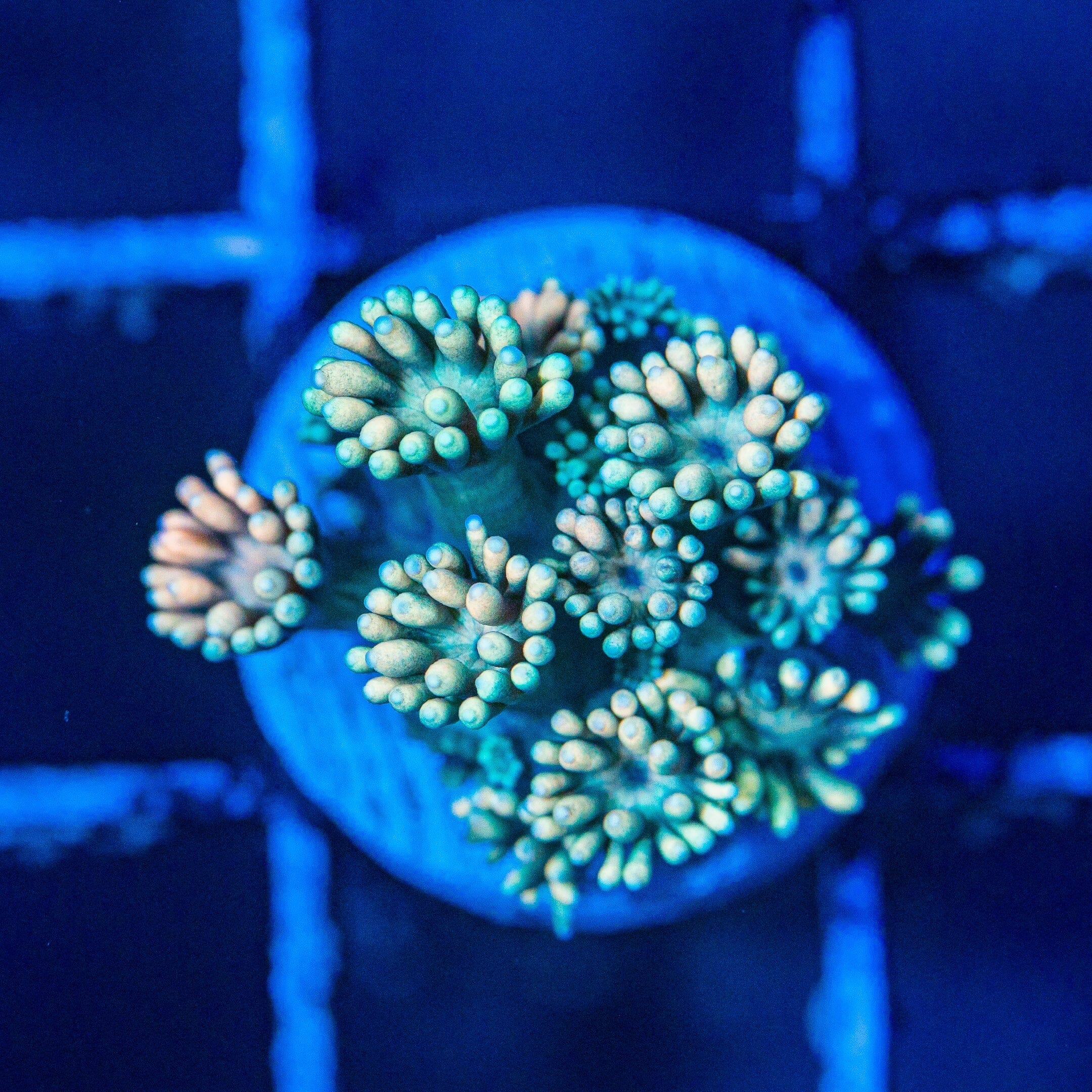 Micro Goniopora - WYSIWYG Frag Reef Lounge Norco 