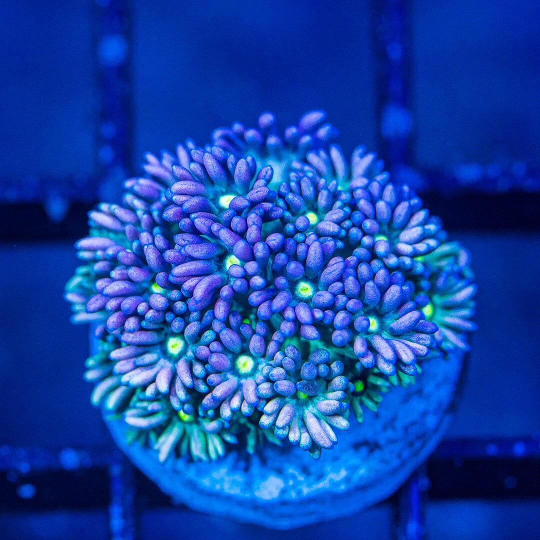 Micro Goniopora - WYSIWYG Frag Reef Lounge Norco 