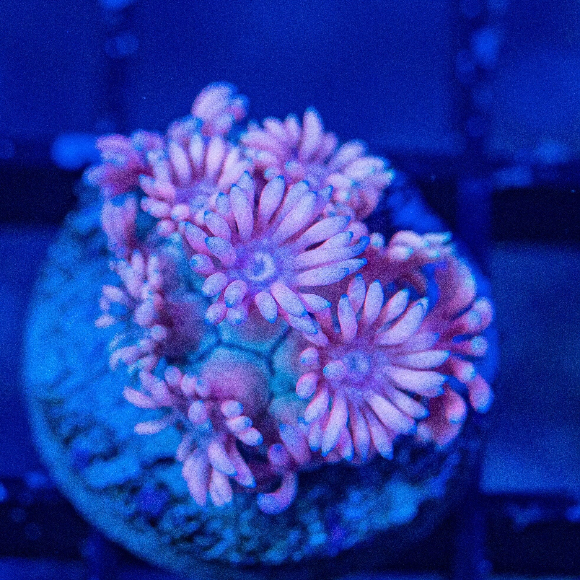 Micro Goniopora - WYSIWYG Frag Reef Lounge Norco 