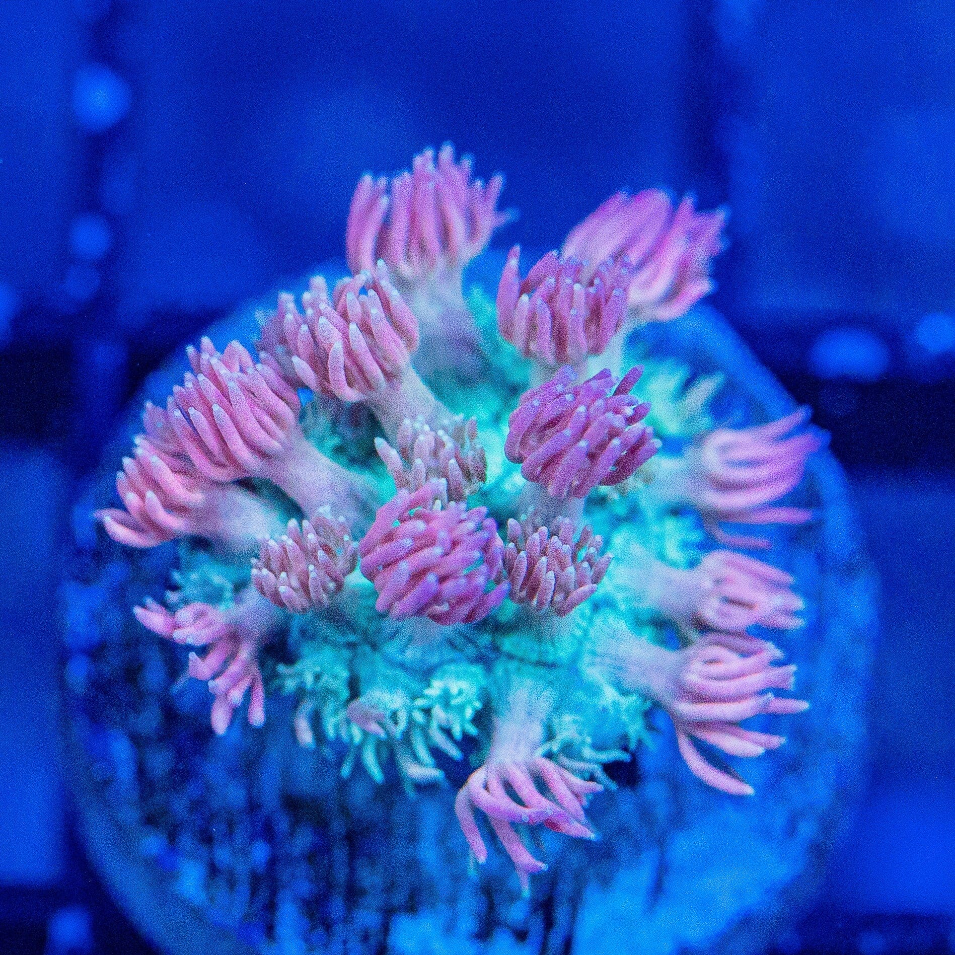 Micro Goniopora - WYSIWYG Frag Reef Lounge Norco 