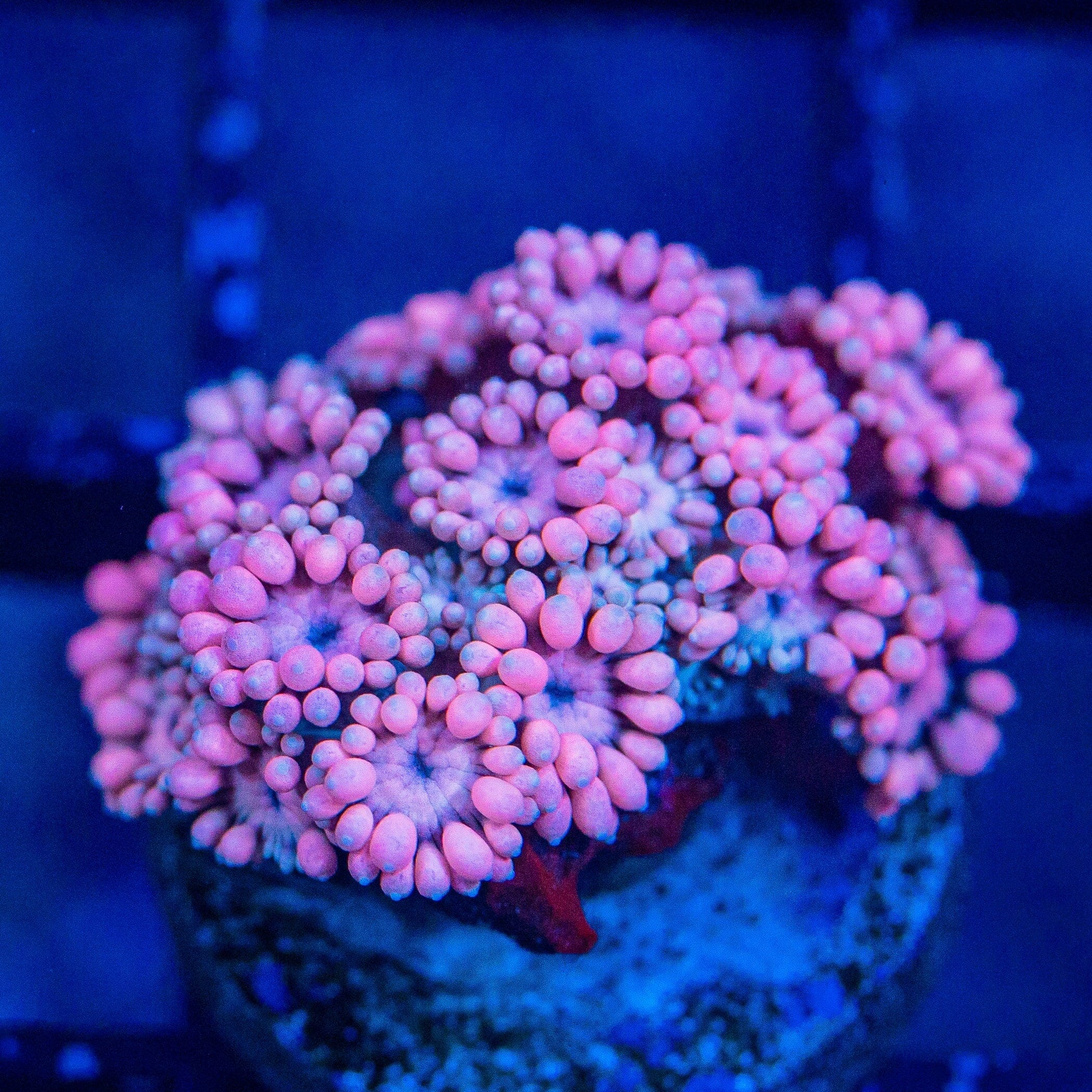 Micro Goniopora - WYSIWYG Frag Reef Lounge Norco 