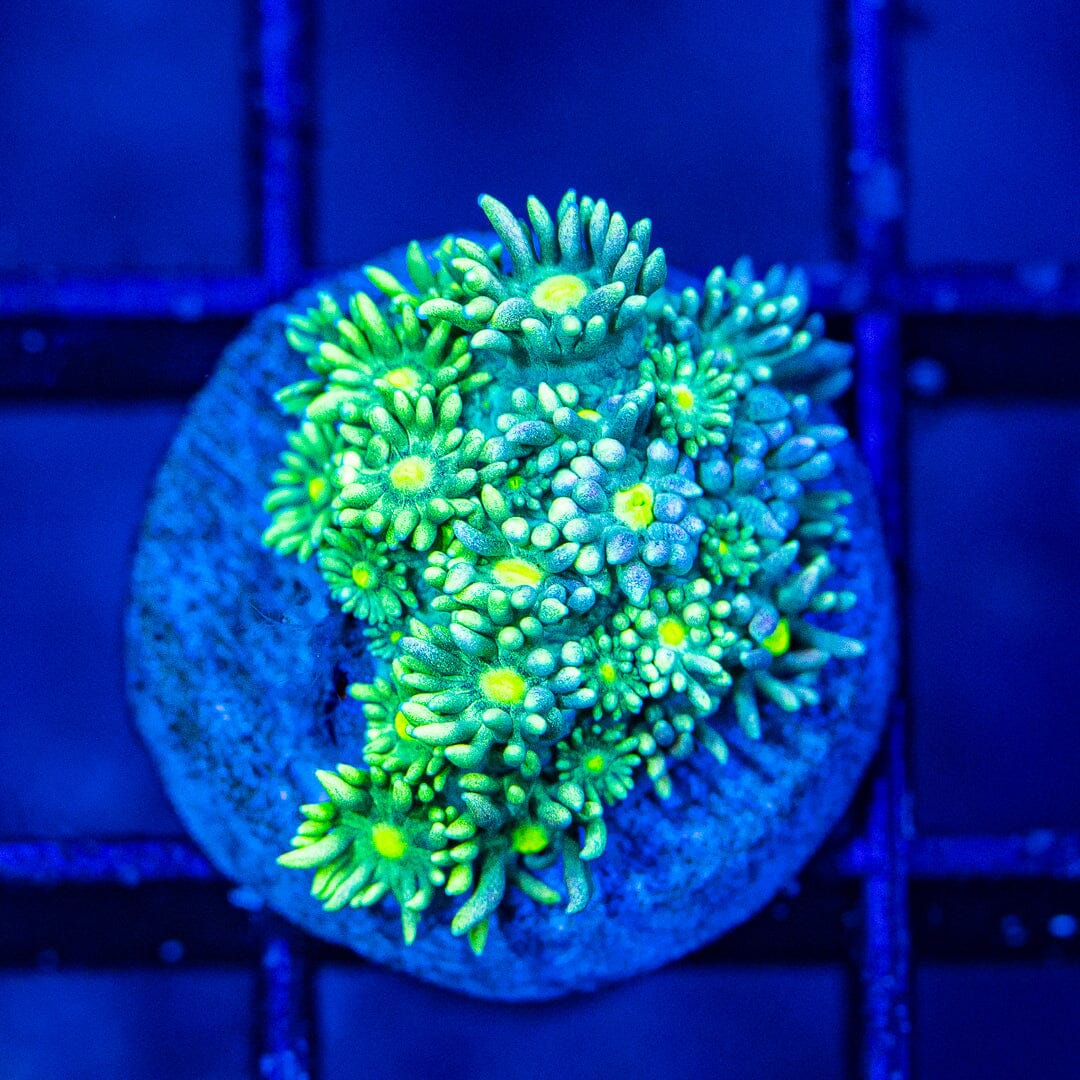 Micro Goniopora - WYSIWYG Frag Reef Lounge Norco 