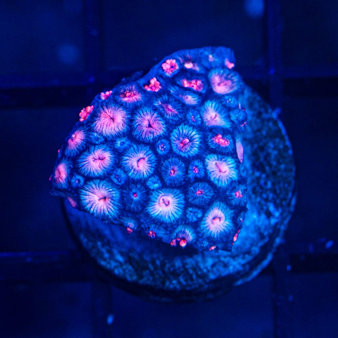 Micro Goniopora - WYSIWYG Frag Reef Lounge Norco 