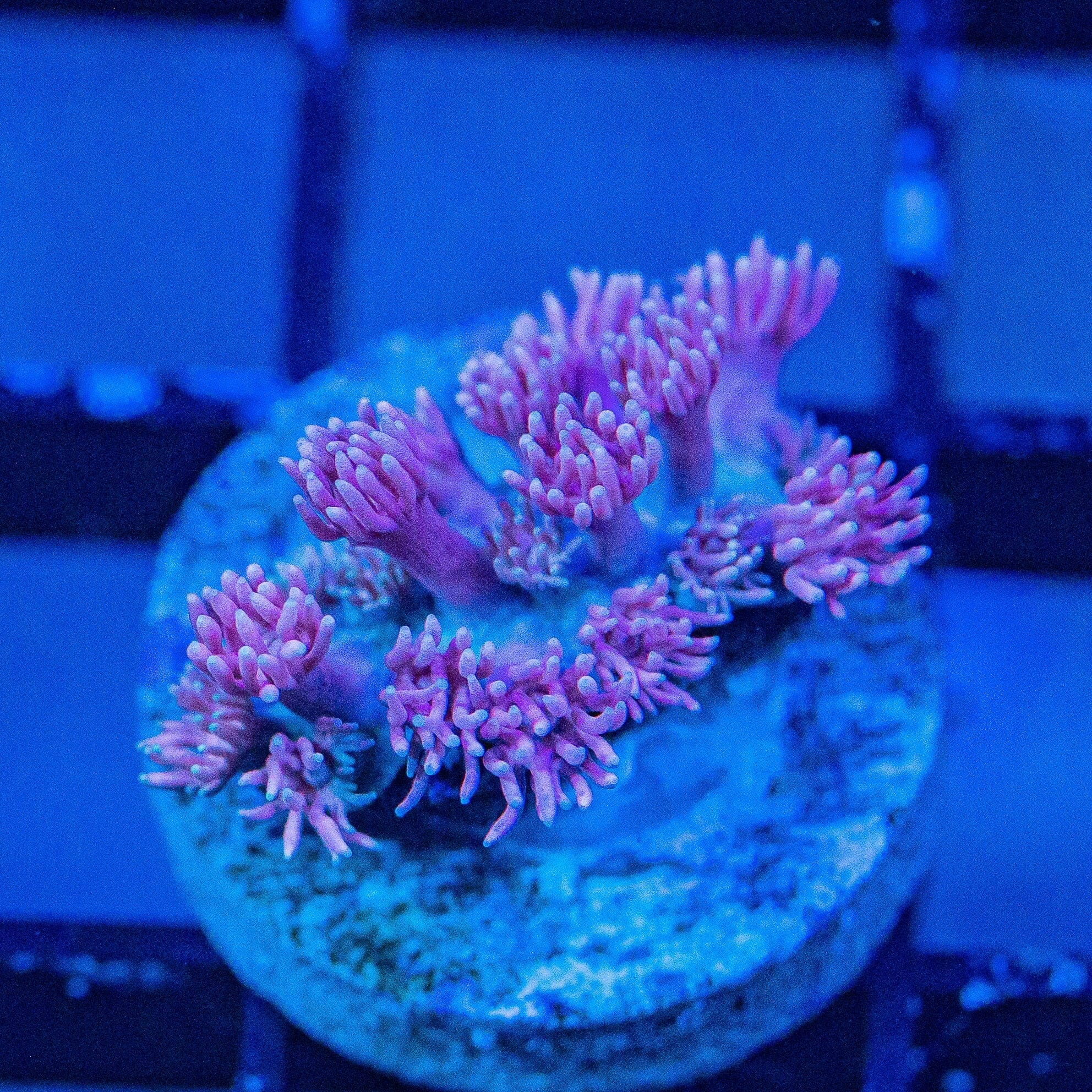 Micro Goniopora - WYSIWYG Frag Reef Lounge Norco 