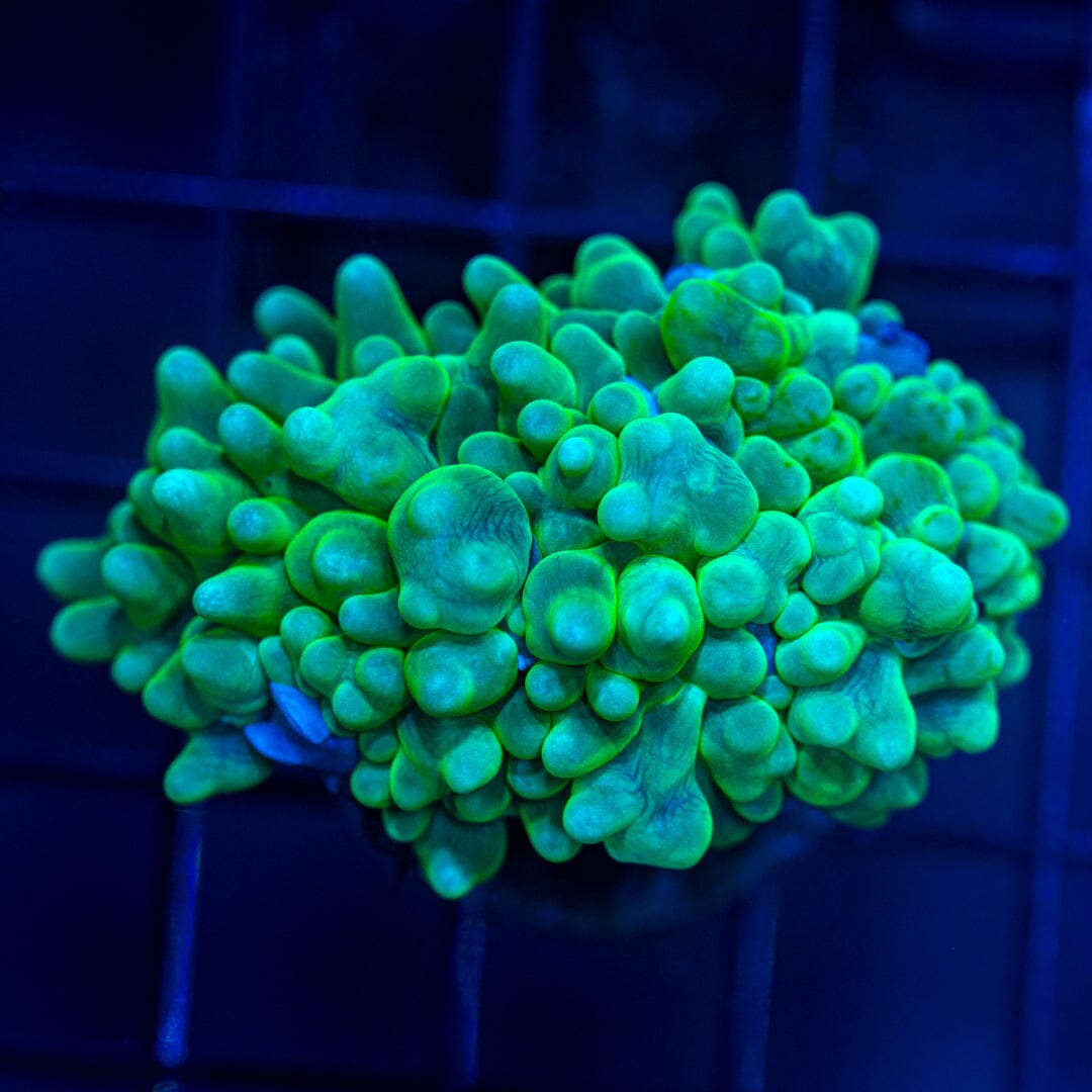 Micro Pearl Bubble Coral Reef Lounge Norco 