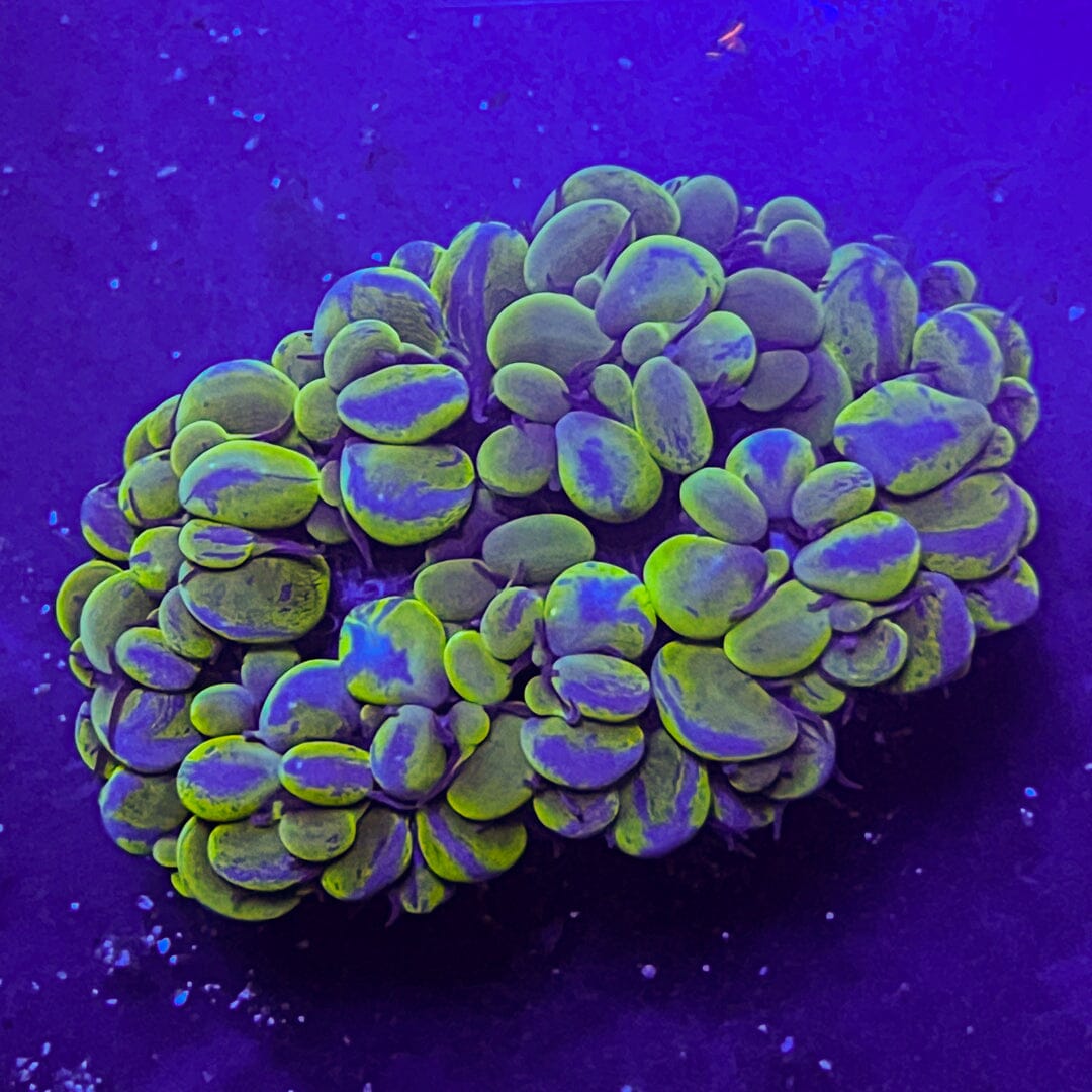 Micro Splatter Bubble Coral - WYSIWYG Reef Lounge Coral 