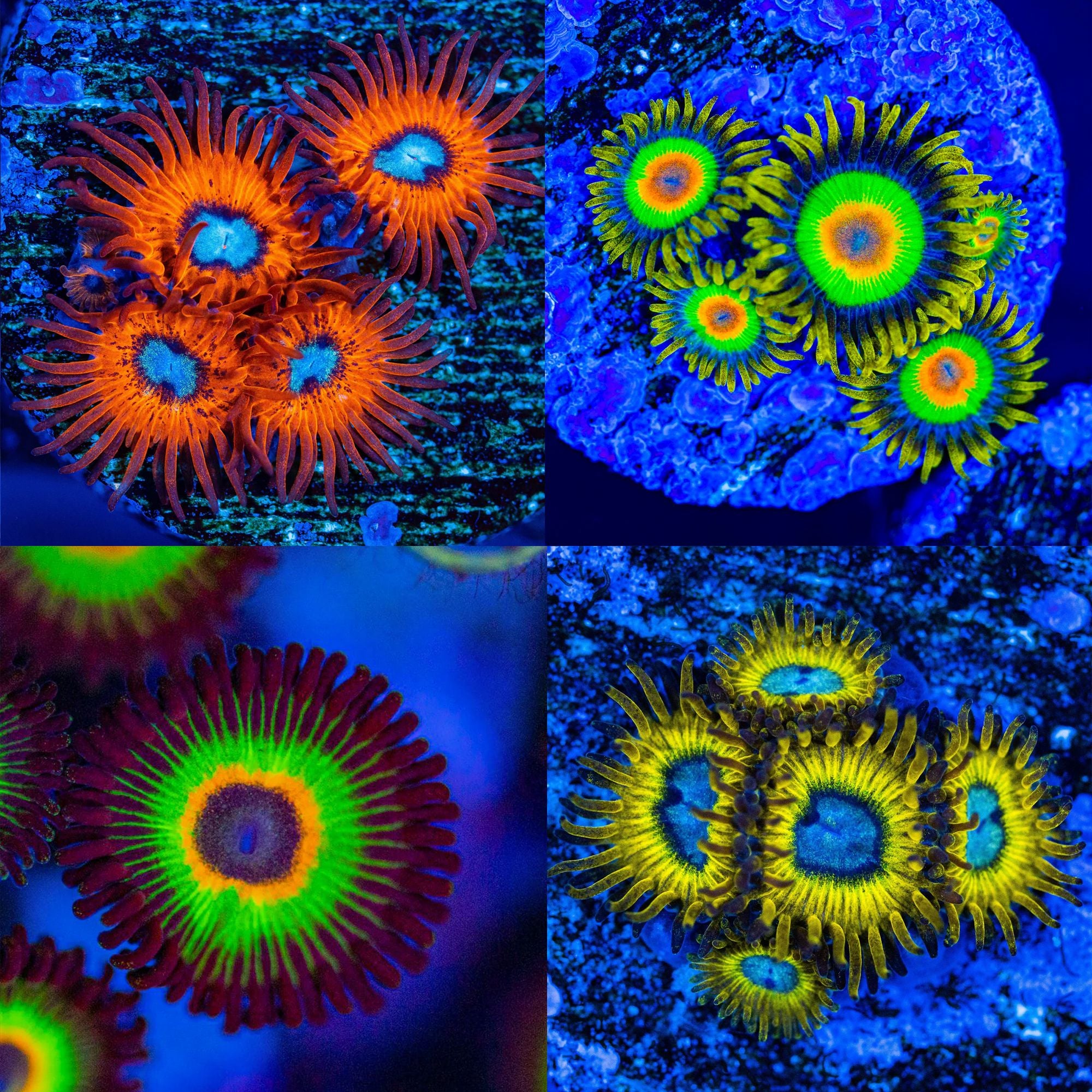 Micro Zoa Pack #2 - Frag Pack Reef Lounge Norco 