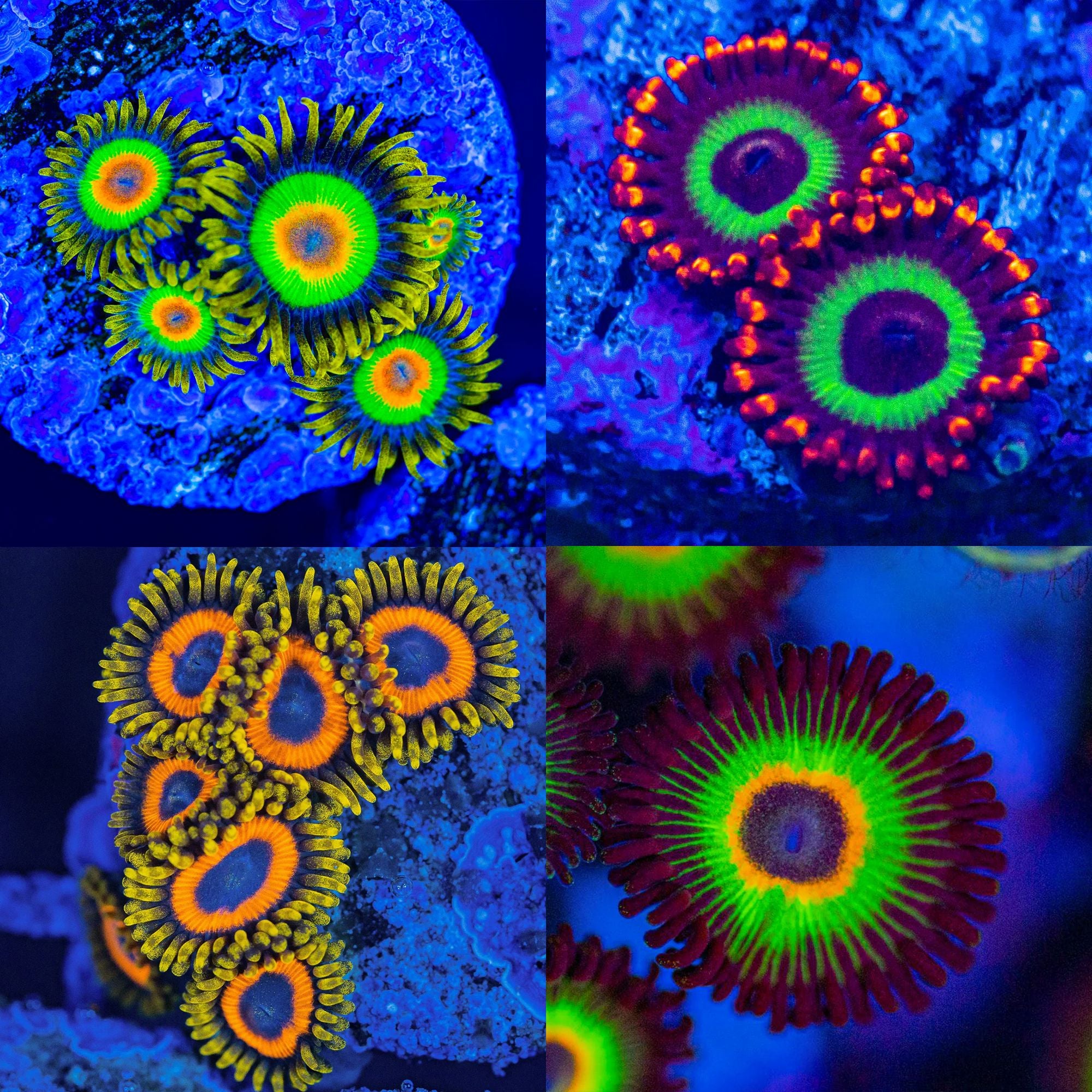 Micro Zoa Pack #3 - Frag Pack Reef Lounge Norco 
