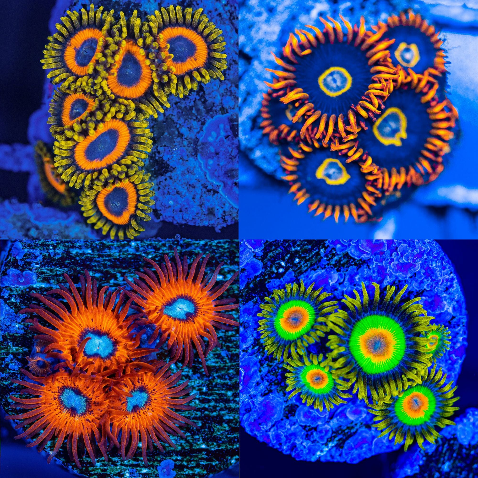Micro Zoa Pack #4 - Frag Pack Reef Lounge Norco 