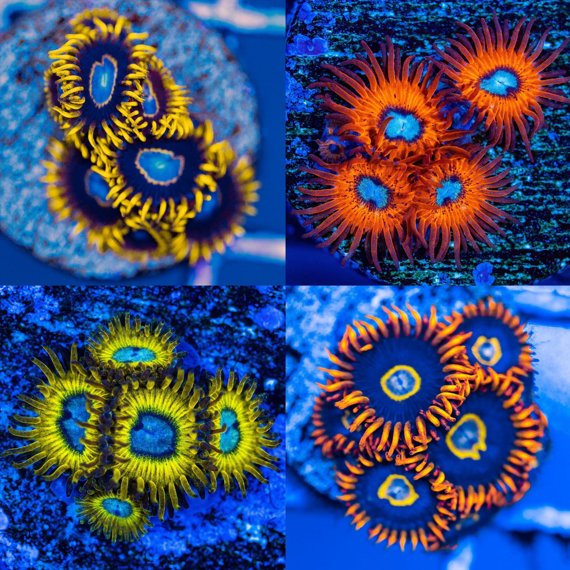 Micro Zoa Pack #5 - Frag Pack Reef Lounge Norco 