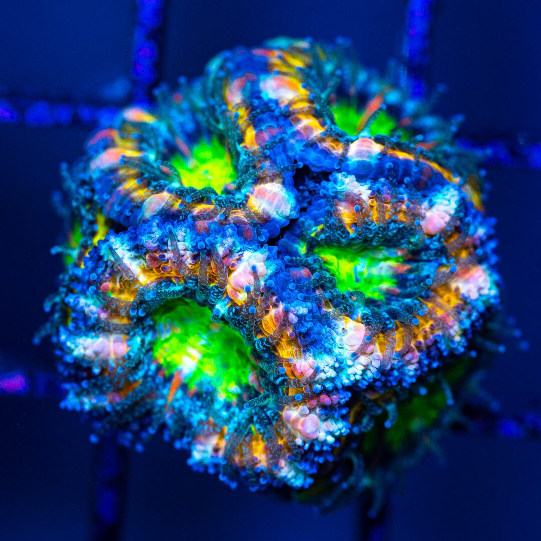 Micromussa Lordhowensis (Acan) 10A - WYSIWYG 32 Reef Lounge Norco 
