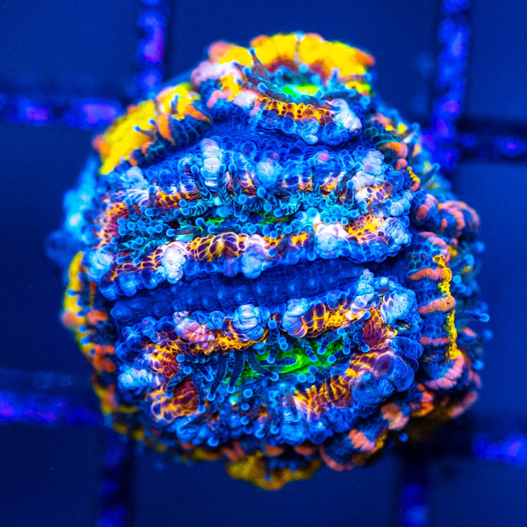 Micromussa Lordhowensis (Acan) 7A - WYSIWYG 32 Reef Lounge Norco 