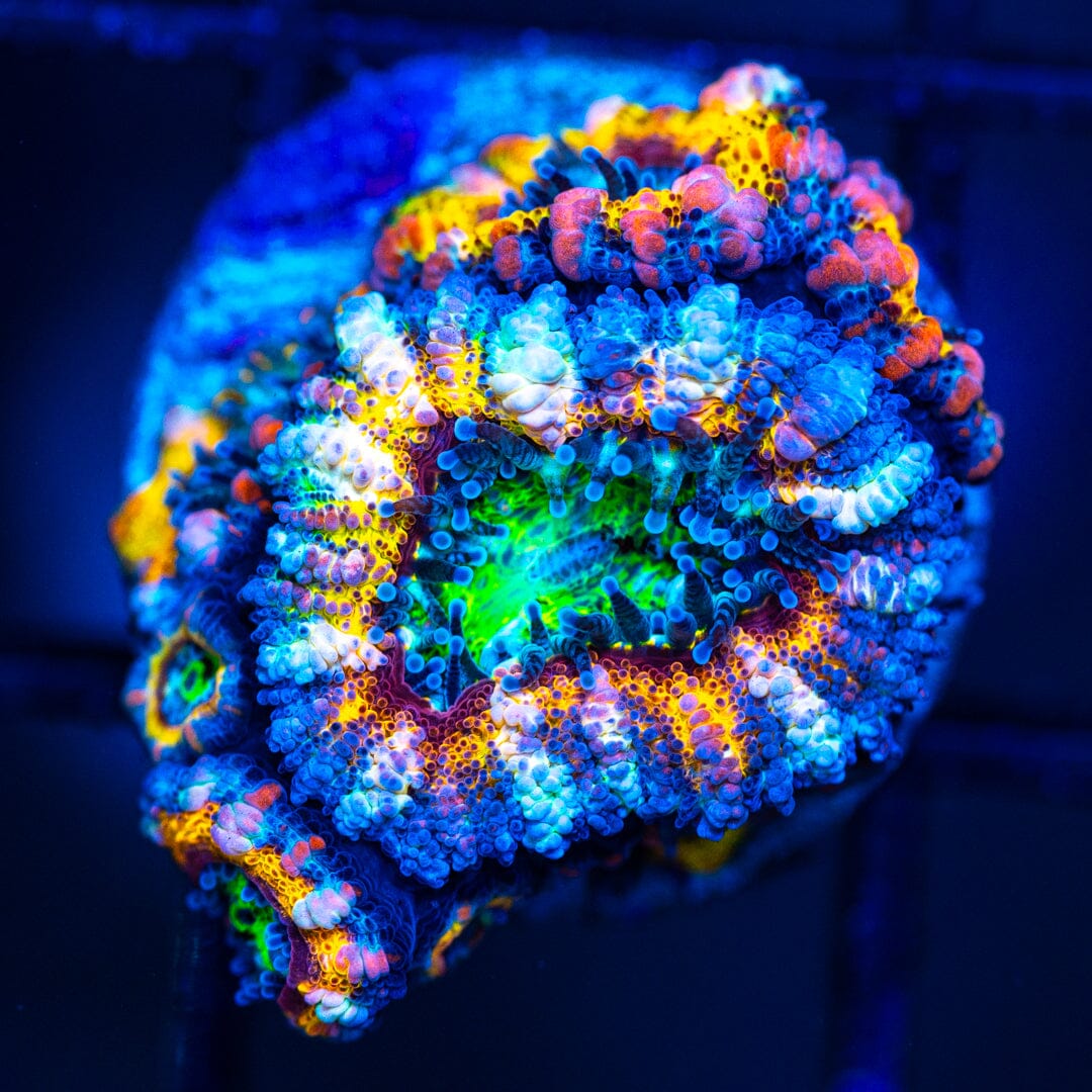 Micromussa Lordhowensis (Acan) 8A - WYSIWYG 32 Reef Lounge Norco 