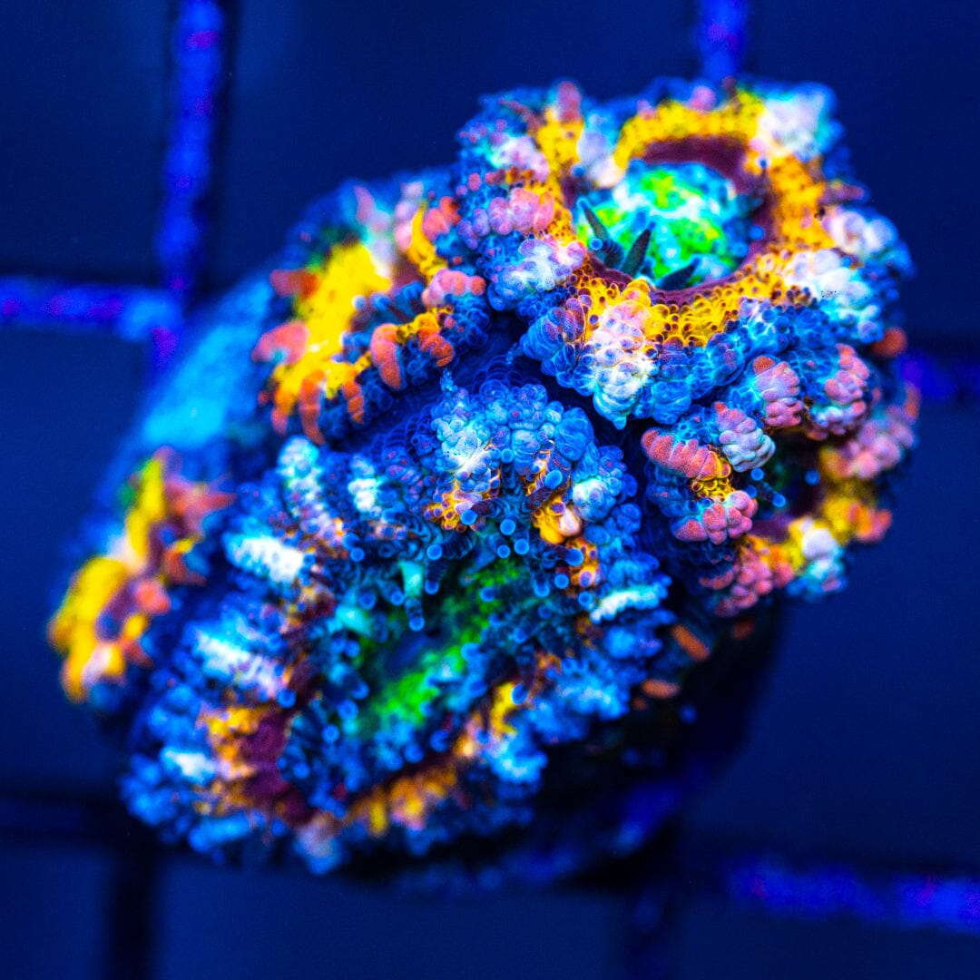 Micromussa Lordhowensis (Acan) 9A - WYSIWYG 32 Reef Lounge Norco 
