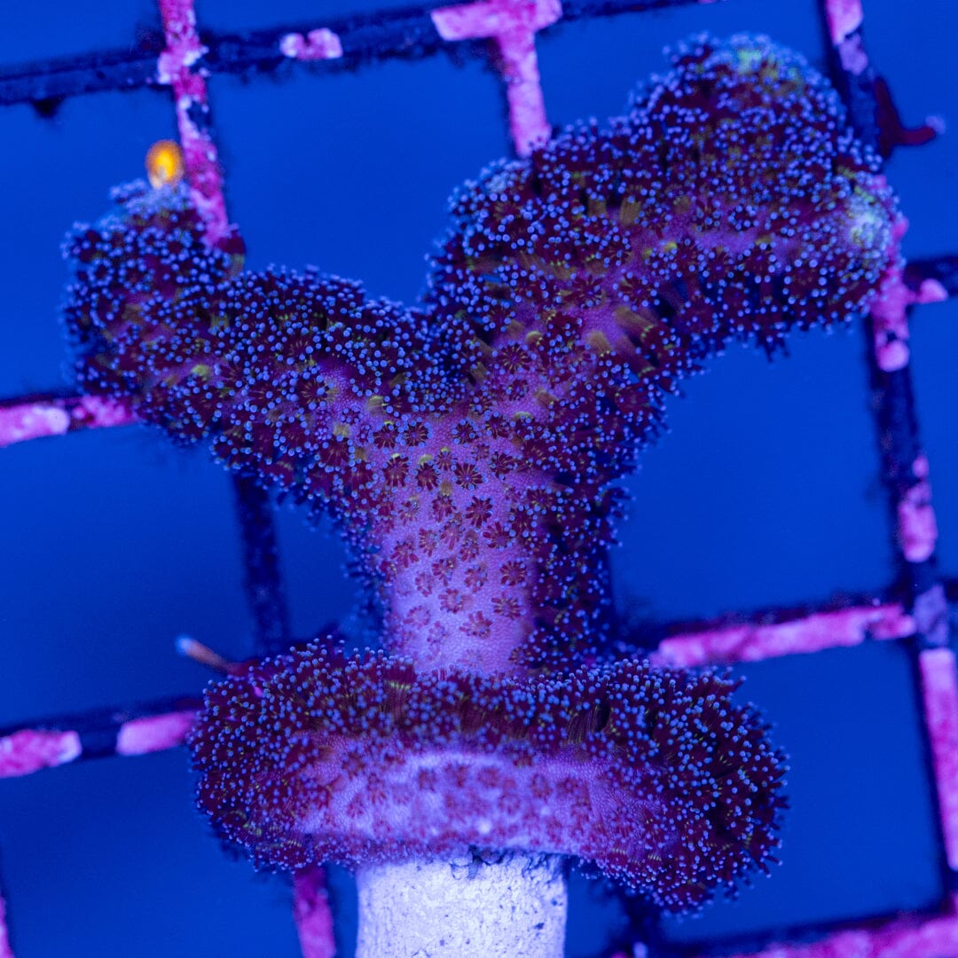 Milka Stylophora Frag 2B - WYSIWYG Reef Lounge Norco 