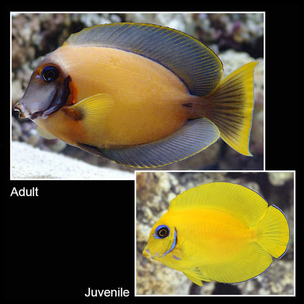 Mimic Lemon Peel Tang Fish Reef Lounge USA 