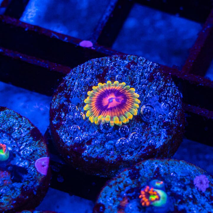 Mind Trick Zoanthids Soft Coral Reef Lounge USA 