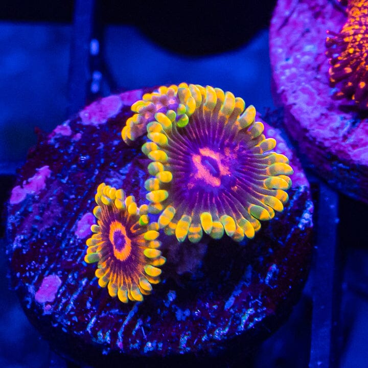 Mind Trick Zoanthids Soft Coral Reef Lounge USA 
