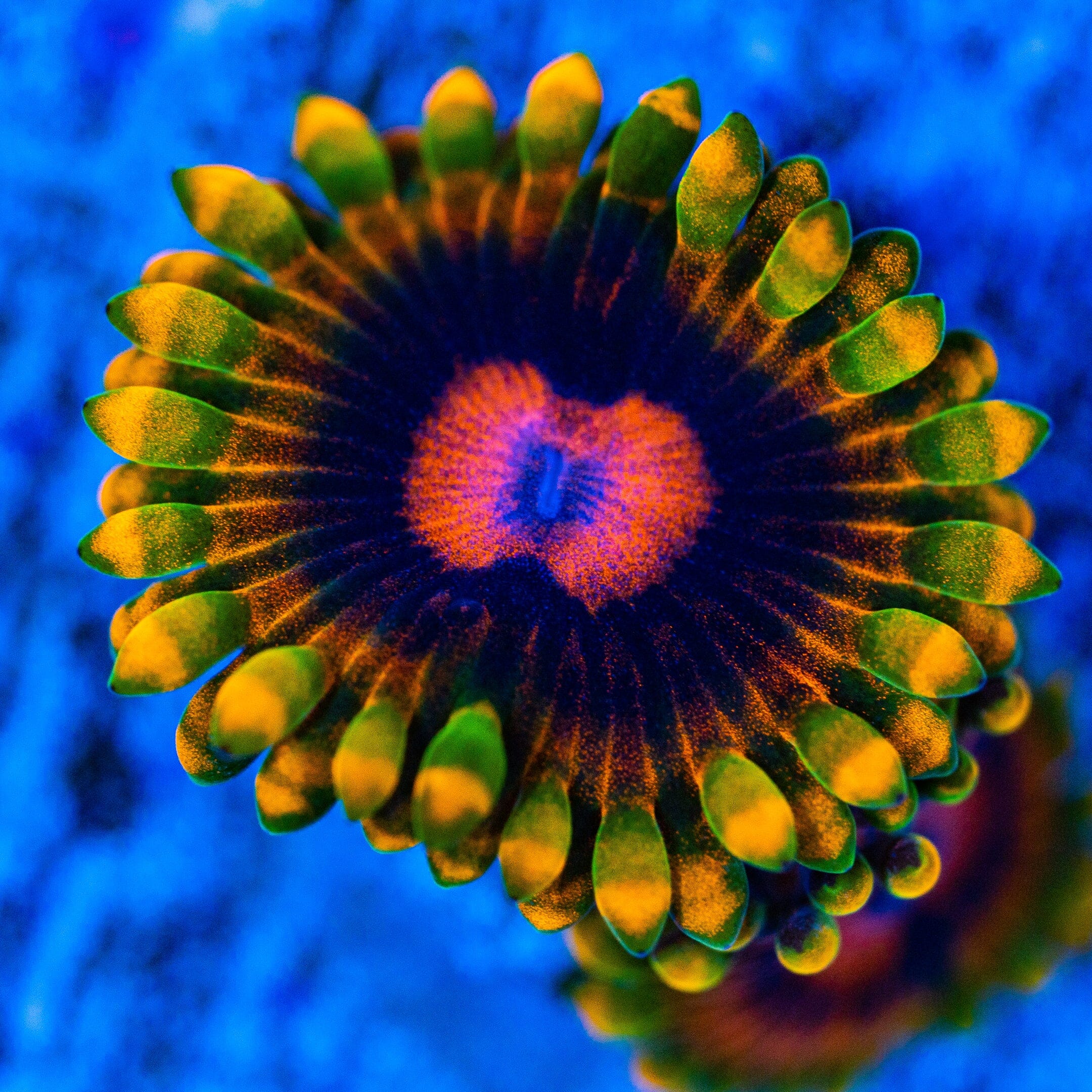 Mind Trick Zoanthids Soft Coral Reef Lounge USA 