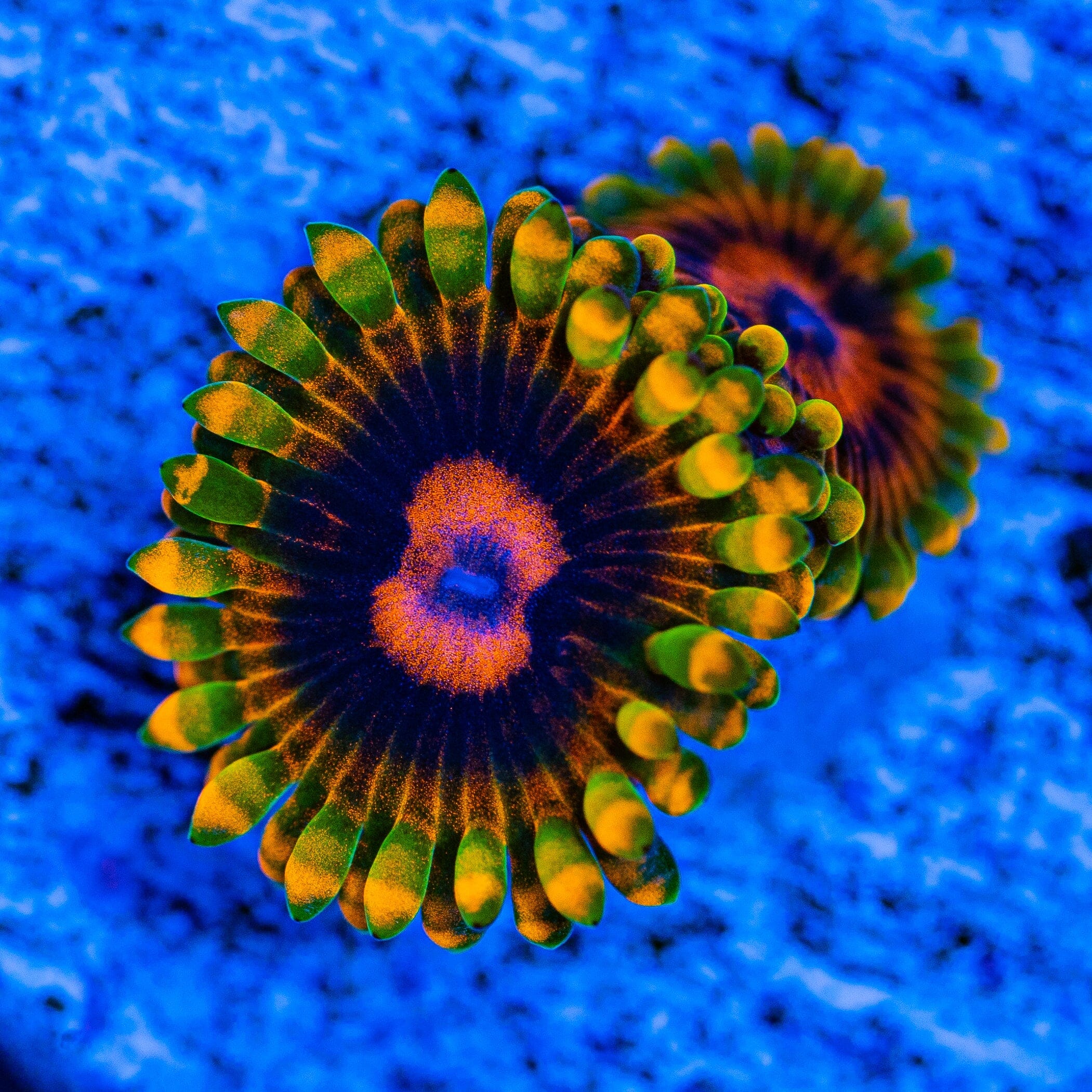 Mind Trick Zoanthids Soft Coral Reef Lounge USA 