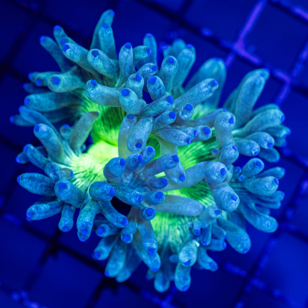 Mini Elegance Coral 1A - WYSIWYG LPS Coral Reef Lounge USA 