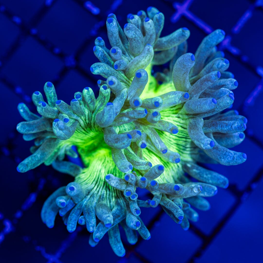 Mini Elegance Coral 2A - WYSIWYG LPS Coral Reef Lounge USA 