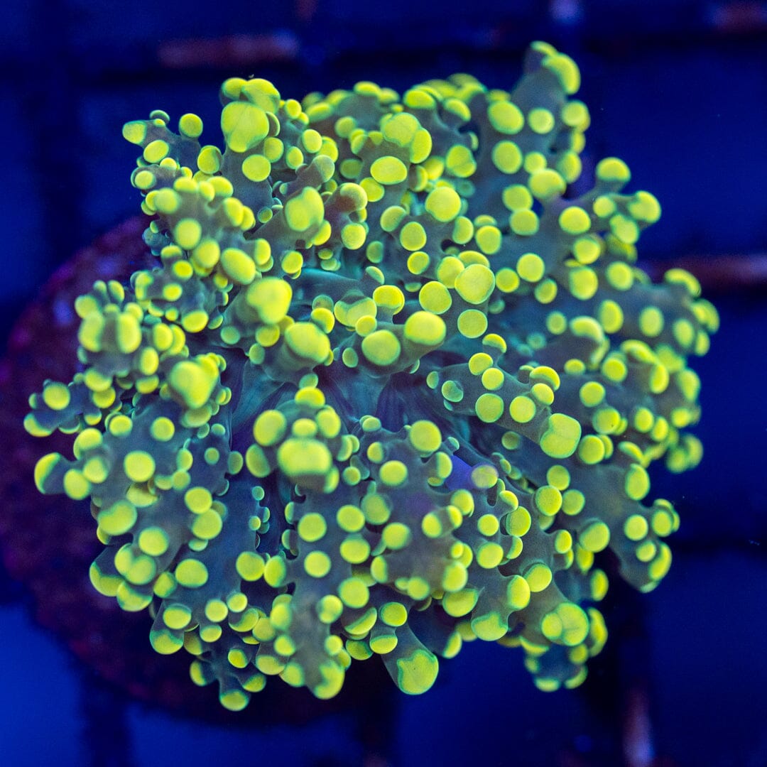 Minty Fresh Octospawn 1A - WYSIWYG Reef Lounge Coral 