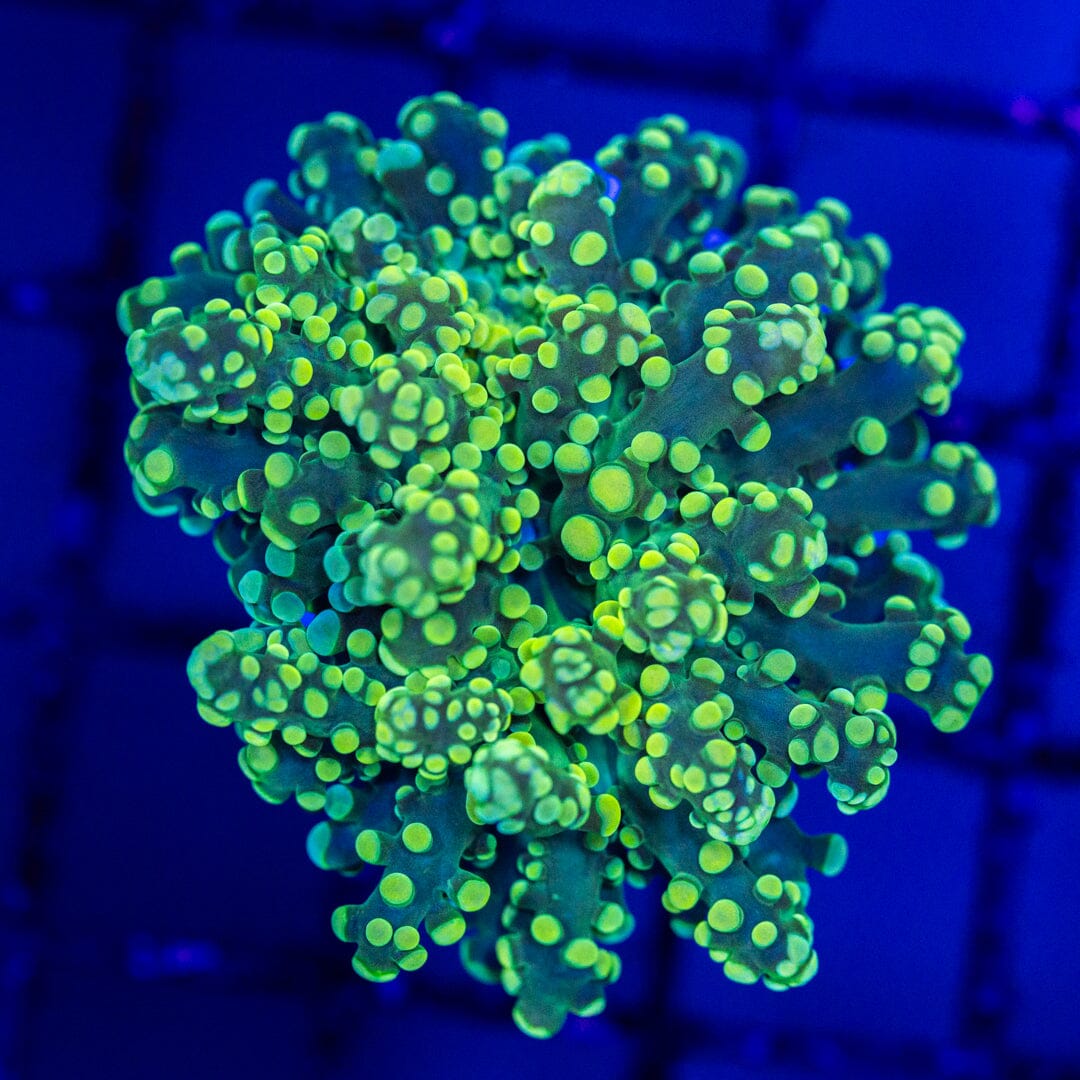 Minty Fresh Octospawn Reef Lounge Norco 