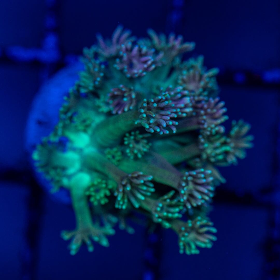 Mirco Goniopora C14 - WYSIWYG Reef Lounge Norco 