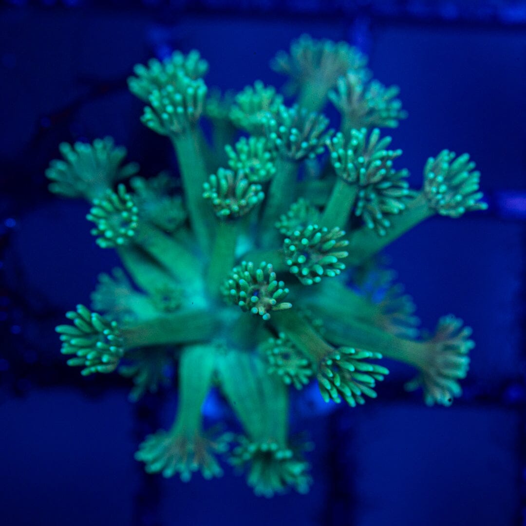 Mirco Goniopora C17 - WYSIWYG Reef Lounge Norco 