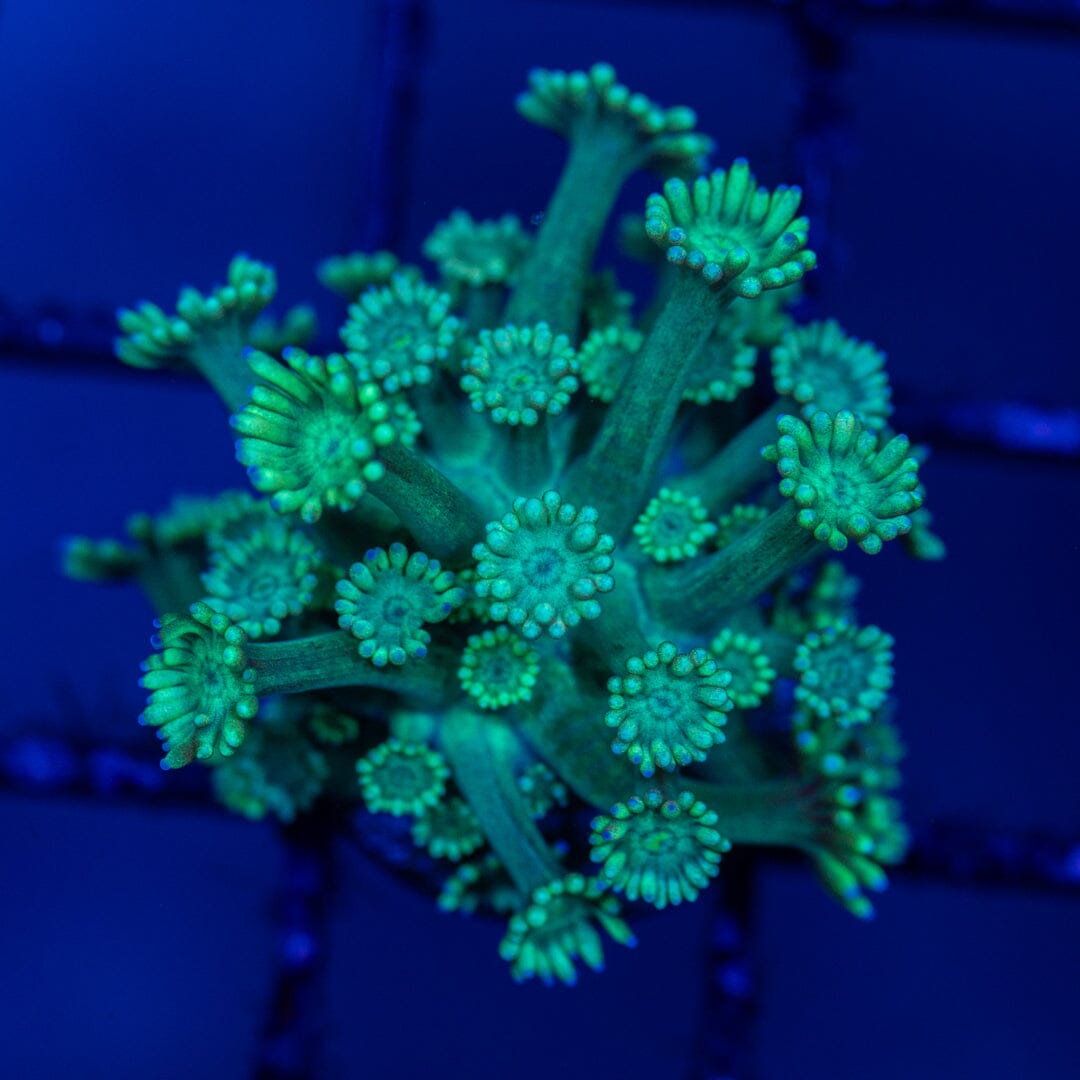 Mirco Goniopora C19 - WYSIWYG Reef Lounge Norco 