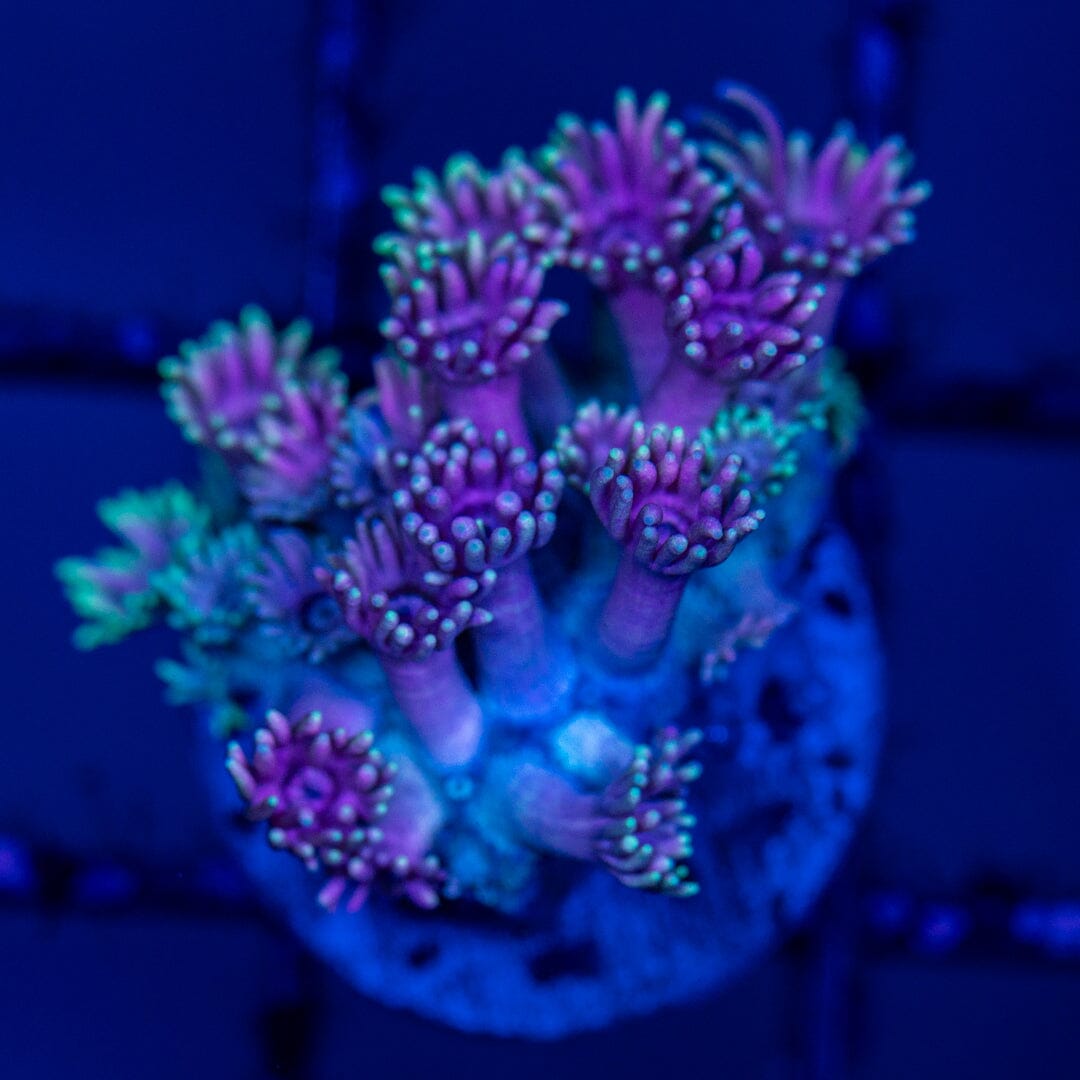 Mirco Goniopora C7 - WYSIWYG Reef Lounge Norco 