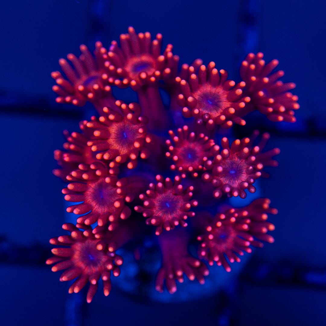Mirco Goniopora - WYSIWYG Reef Lounge Norco 