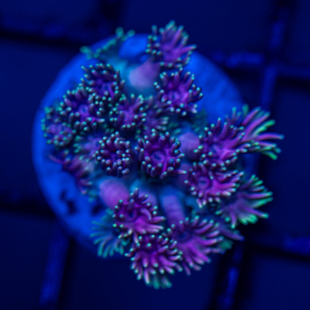 Mirco Goniopora - WYSIWYG Reef Lounge Norco 