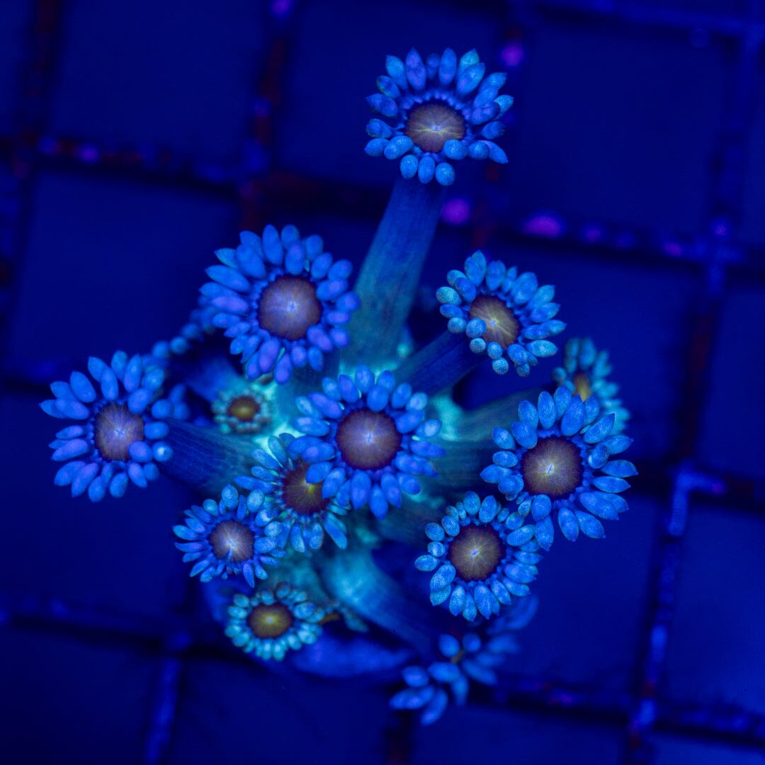 Mirco Goniopora - WYSIWYG Reef Lounge Norco 