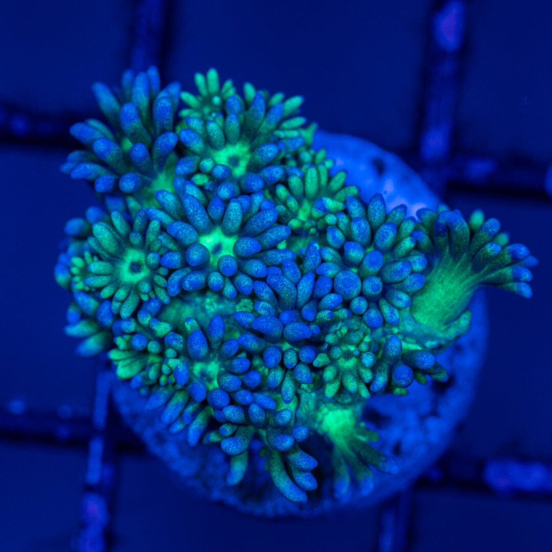Mirco Goniopra - WYSIWYG Reef Lounge Norco 