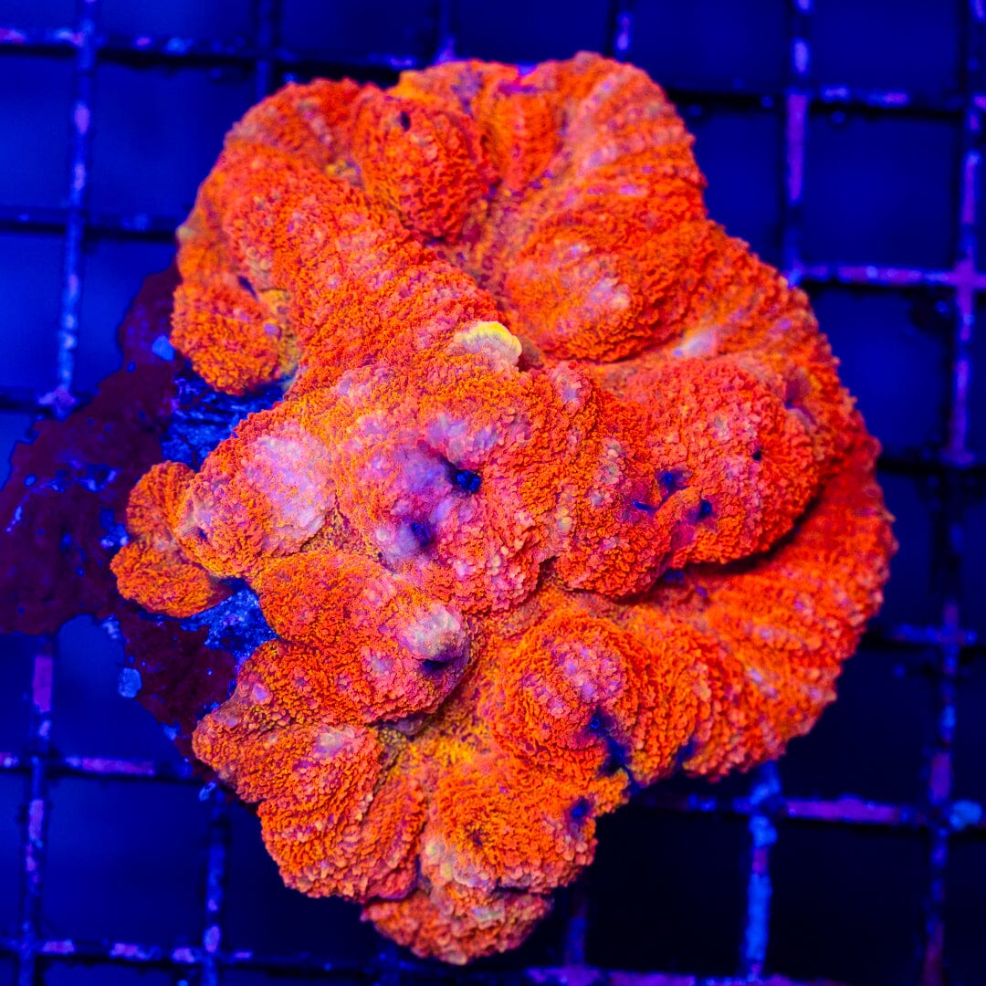 Mirco Lobophyllia 1A - WYSIWYG LPS Coral Reef Lounge USA 