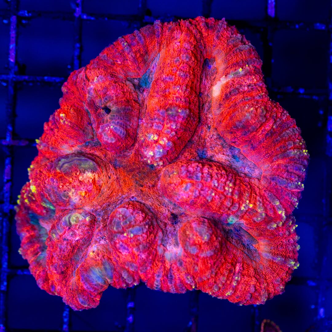 Mirco Lobophyllia 3A - WYSIWYG LPS Coral Reef Lounge USA 