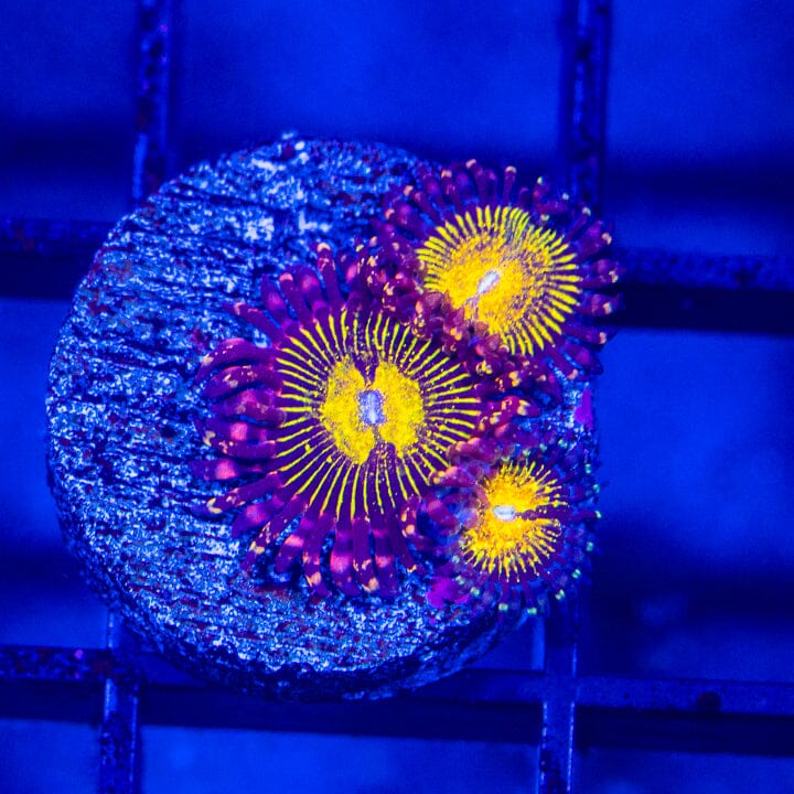 Molten Core Zoanthids Soft Coral Reef Lounge USA 