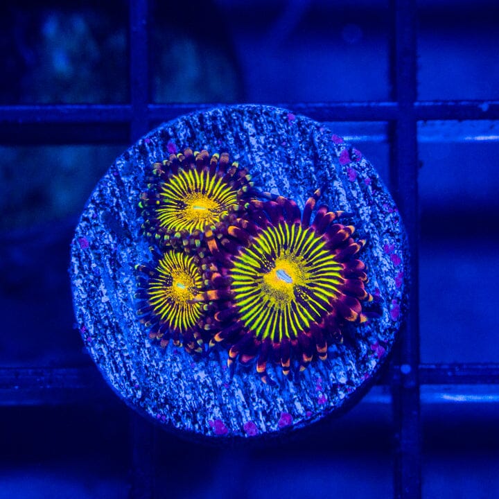 Molten Core Zoanthids - WYSIWYG Auction Reef Lounge Norco 