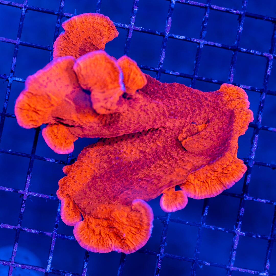 Montipora Capricornis Colony- WYSIWYG LPS Coral Reef Lounge USA 