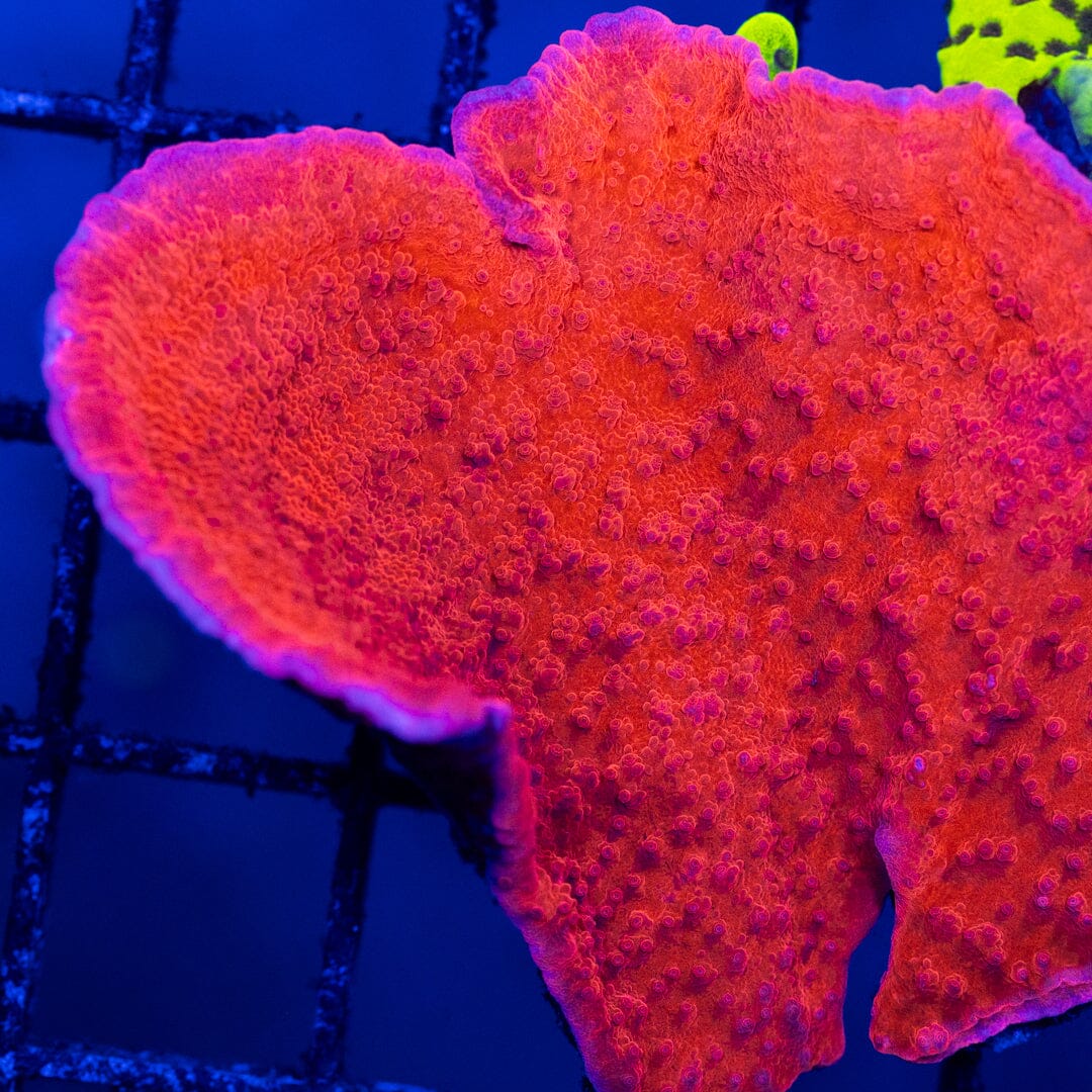 Montipora x Anacropora Combo - WYSIWYG Reef Lounge Norco 