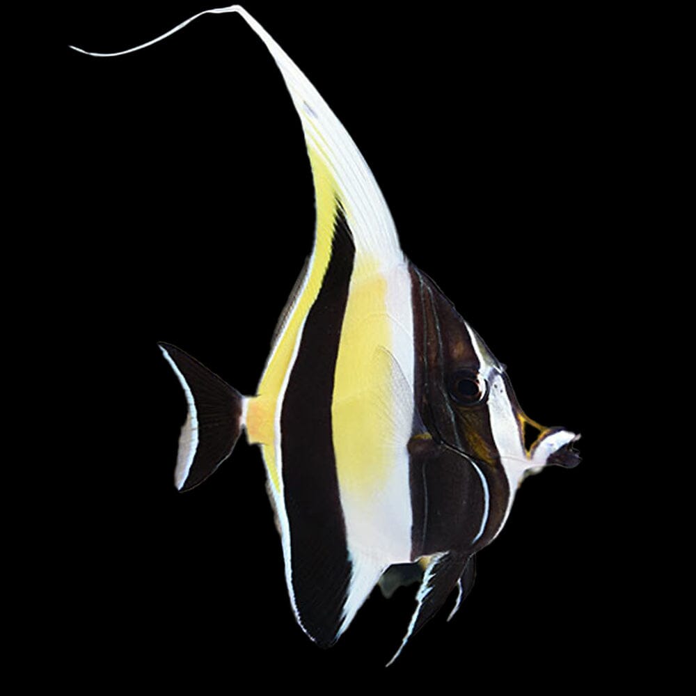 Moorish Idol Fish Reef Lounge USA 