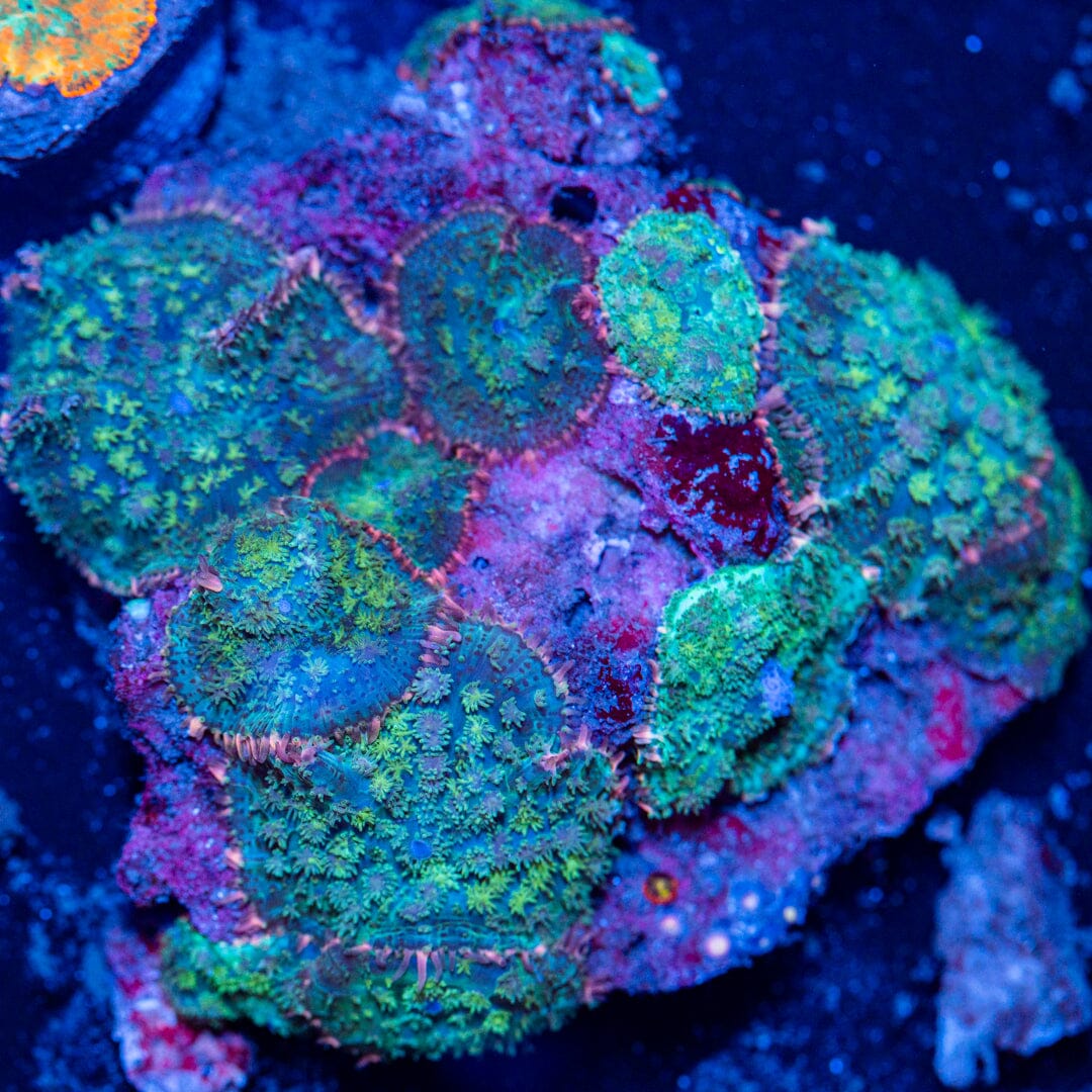 Mushroom Colony 4D - WYSIWYG Reef Lounge Norco 