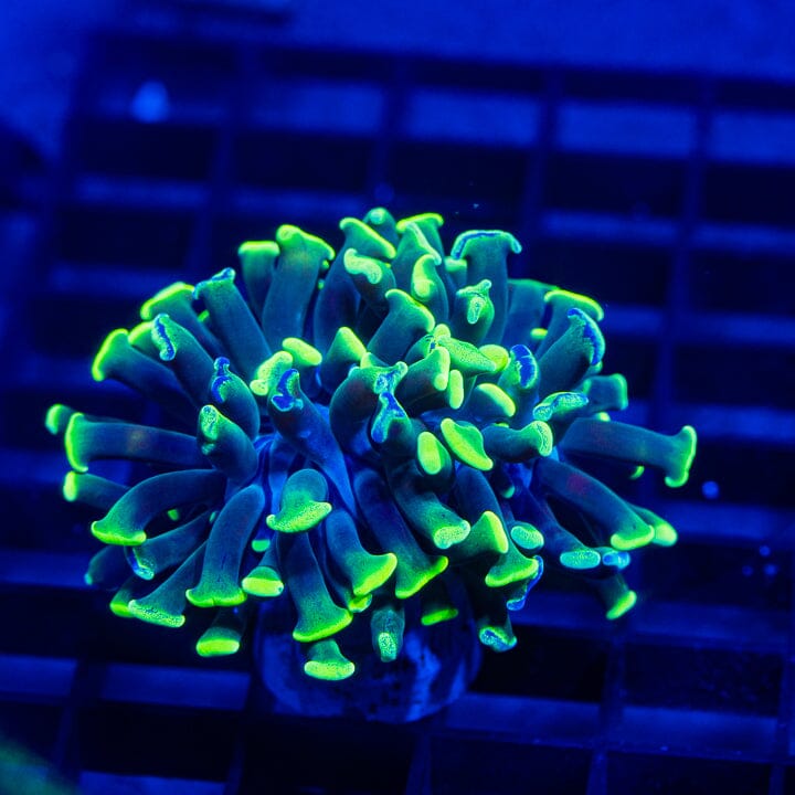 Neon Green Splatter Branching Hammer - WYSIWYG Auction Reef Lounge Norco 