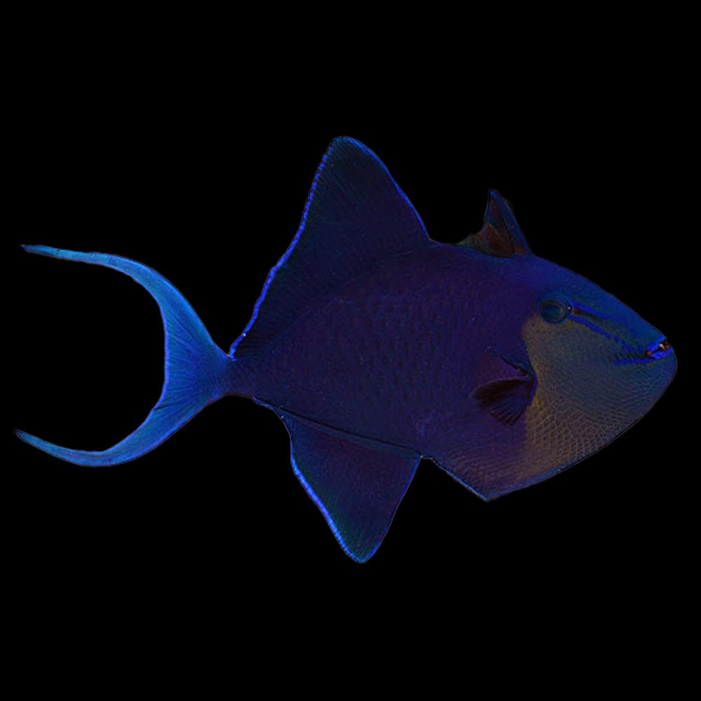 Niger Triggerfish Fish Reef Lounge USA 