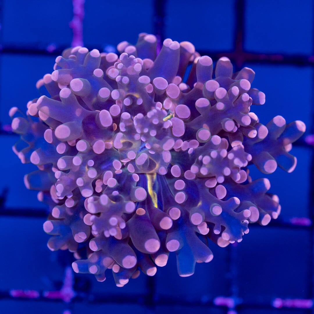 Octospawn 1B - WYSIWYG Reef Lounge Norco 